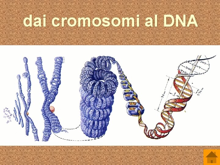 dai cromosomi al DNA 