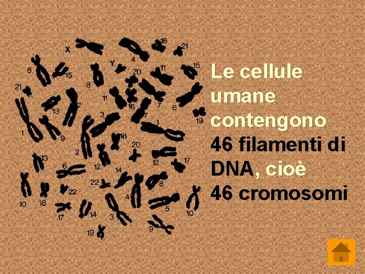 Le cellule umane contengono 46 filamenti di DNA, cioè 46 cromosomi 