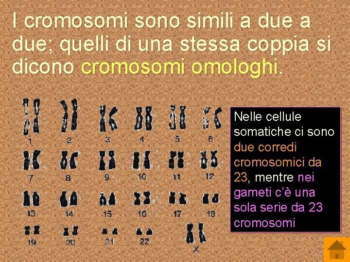 I cromosomi sono simili a due; quelli di una stessa coppia si dicono cromosomi