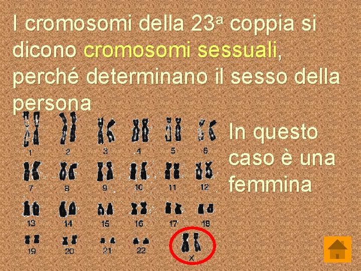 I cromosomi della 23 a coppia si dicono cromosomi sessuali, perché determinano il sesso