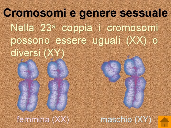 Cromosomi e genere sessuale a 23 Nella coppia i cromosomi possono essere uguali (XX)