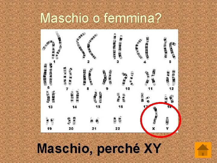 Maschio o femmina? Maschio, perché XY 