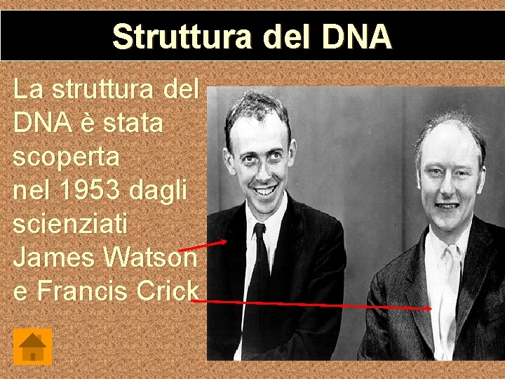 Struttura del DNA La struttura del DNA è stata scoperta nel 1953 dagli scienziati