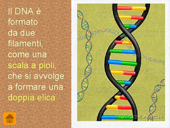 Il DNA è formato da due filamenti, come una scala a pioli, che si