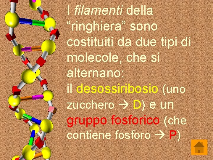 I filamenti della “ringhiera” sono costituiti da due tipi di molecole, che si alternano: