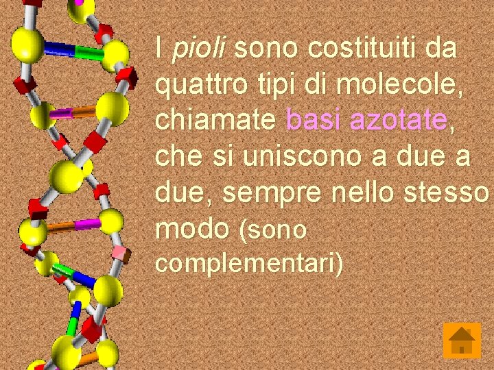 I pioli sono costituiti da quattro tipi di molecole, chiamate basi azotate, che si