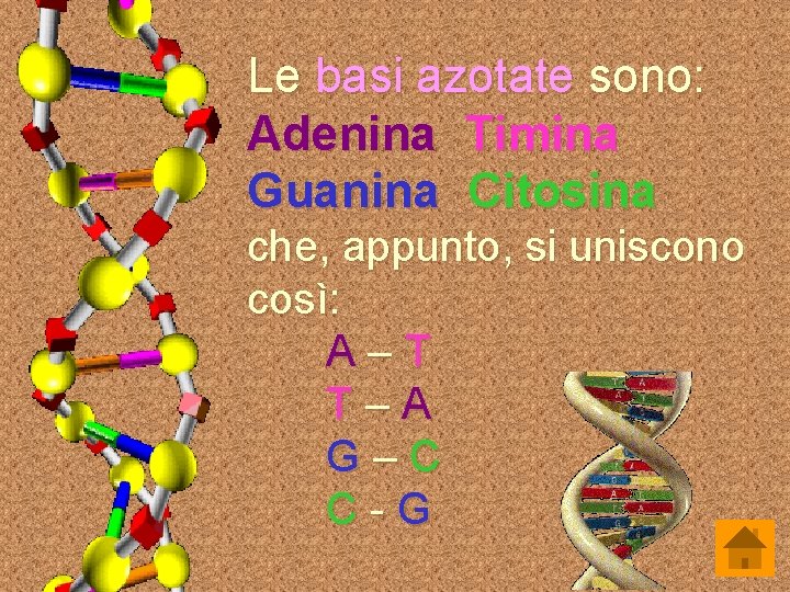 Le basi azotate sono: Adenina Timina Guanina Citosina che, appunto, si uniscono così: A–T