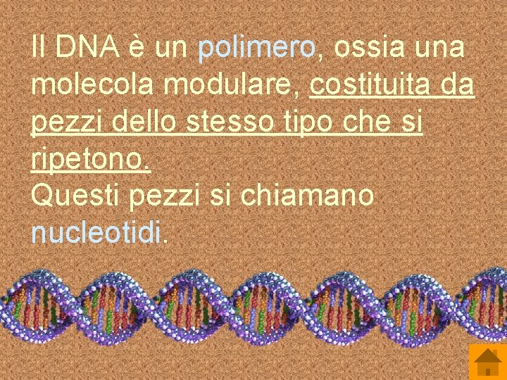 Il DNA è un polimero, ossia una molecola modulare, costituita da pezzi dello stesso