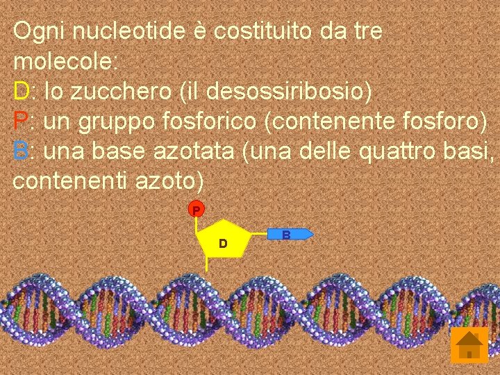 Ogni nucleotide è costituito da tre molecole: D: lo zucchero (il desossiribosio) P: un