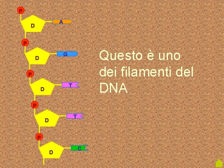 P A D P Questo è uno dei filamenti del DNA G D P