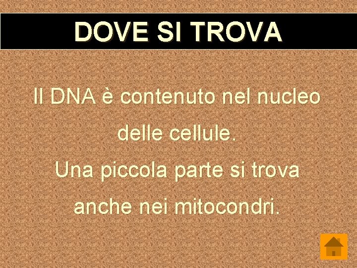 DOVE SI TROVA Il DNA è contenuto nel nucleo delle cellule. Una piccola parte