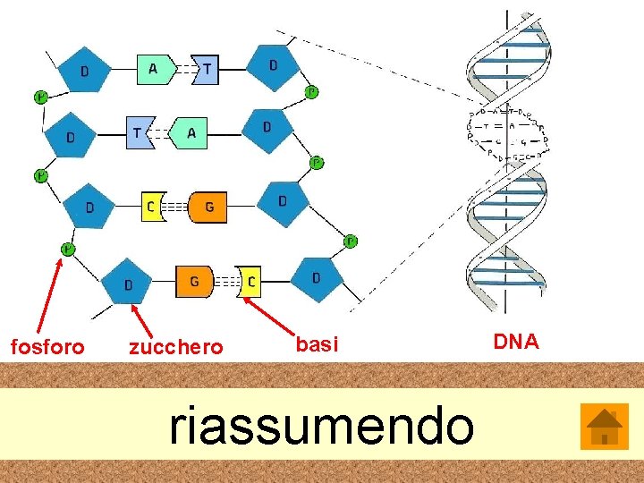 fosforo zucchero basi riassumendo DNA 