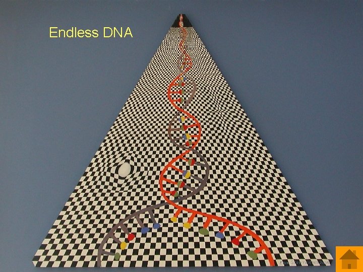 Endless DNA 