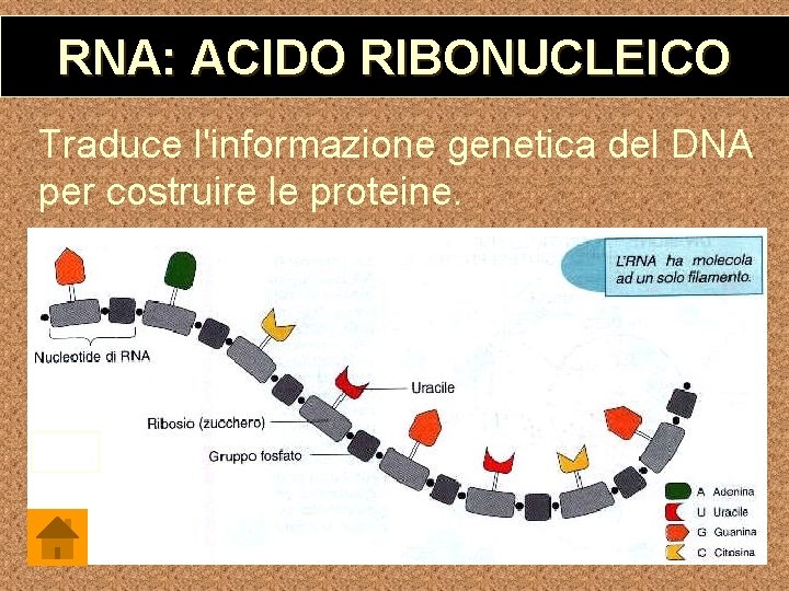 RNA: ACIDO RIBONUCLEICO Traduce l'informazione genetica del DNA per costruire le proteine. 