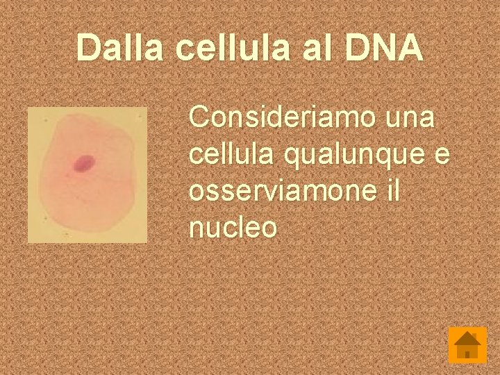 Dalla cellula al DNA Consideriamo una cellula qualunque e osserviamone il nucleo 