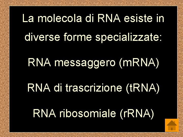 La molecola di RNA esiste in diverse forme specializzate: RNA messaggero (m. RNA) RNA