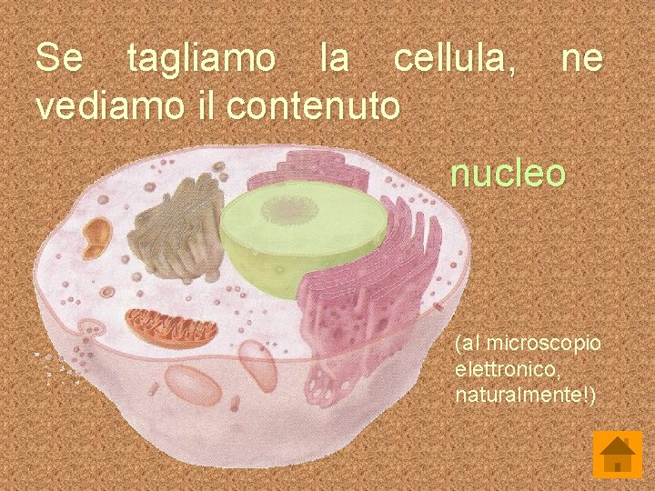 Se tagliamo la cellula, vediamo il contenuto ne nucleo (al microscopio elettronico, naturalmente!) 