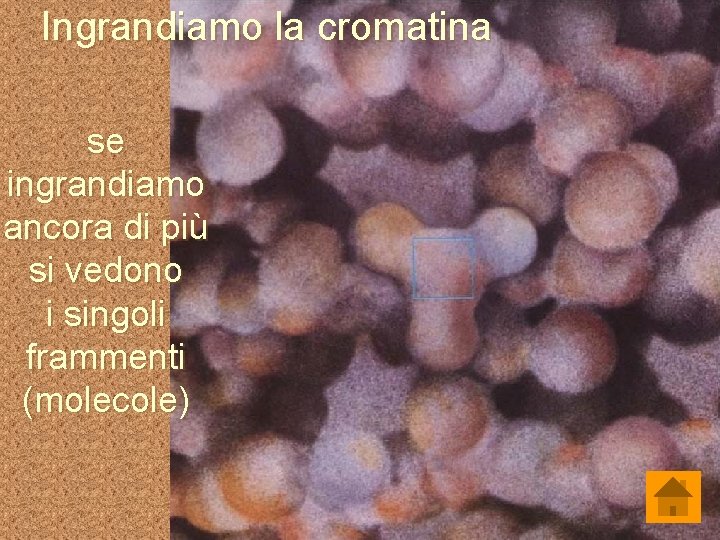 Ingrandiamo la cromatina se ingrandiamo ancora di più si vedono i singoli frammenti (molecole)