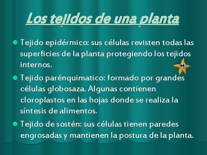 Los tejidos de una planta l Tejido epidérmico: sus células revisten todas las superficies