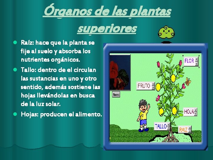 Órganos de las plantas superiores Raíz: hace que la planta se fije al suelo