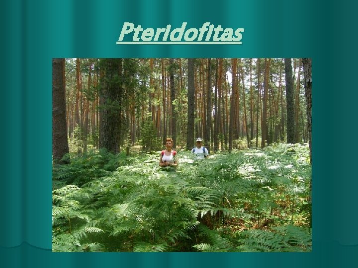 Pteridofitas 