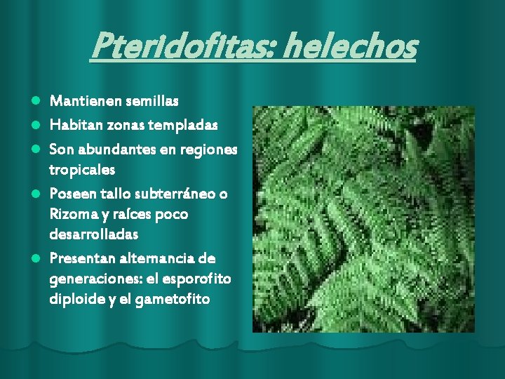 Pteridofitas: helechos l l l Mantienen semillas Habitan zonas templadas Son abundantes en regiones