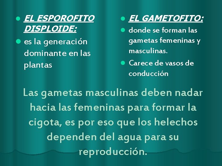 l EL ESPOROFITO DISPLOIDE: l es la generación dominante en las plantas l EL