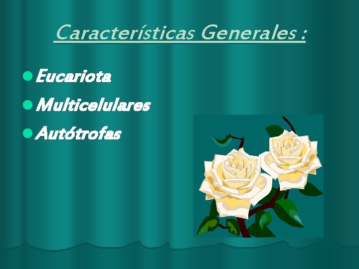 Características Generales : l Eucariota l Multicelulares l Autótrofas 