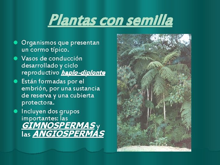 Plantas con semilla Organismos que presentan un cormo típico. l Vasos de conducción desarrollado