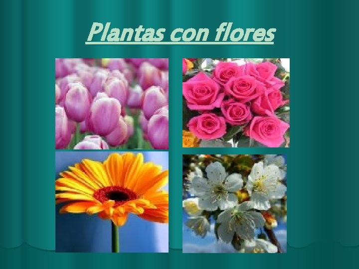 Plantas con flores 