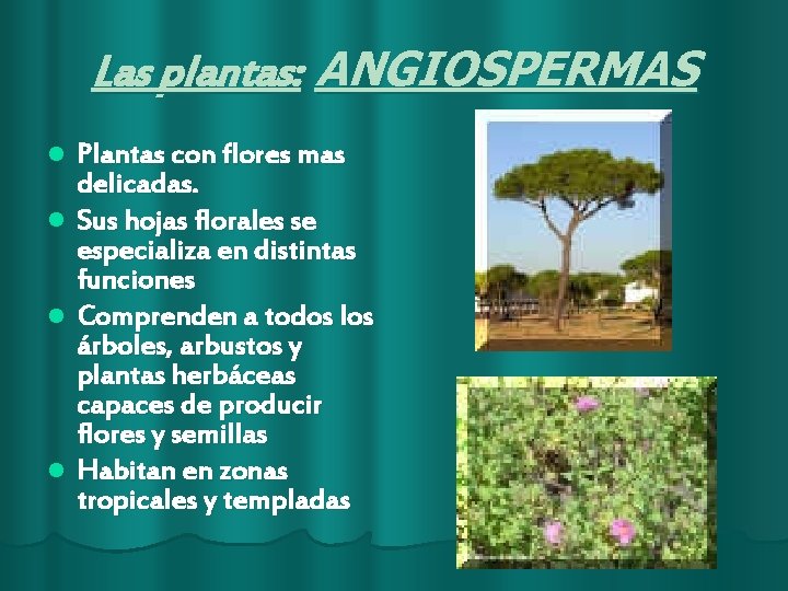 Las plantas: ANGIOSPERMAS Plantas con flores mas delicadas. l Sus hojas florales se especializa