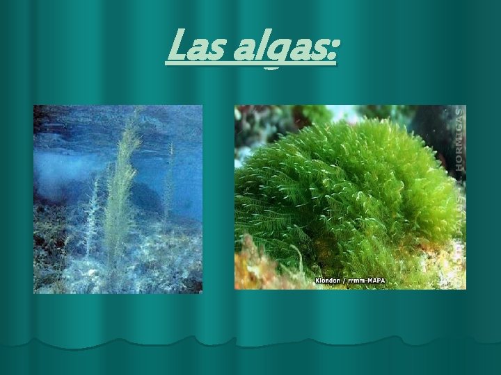 Las algas: 