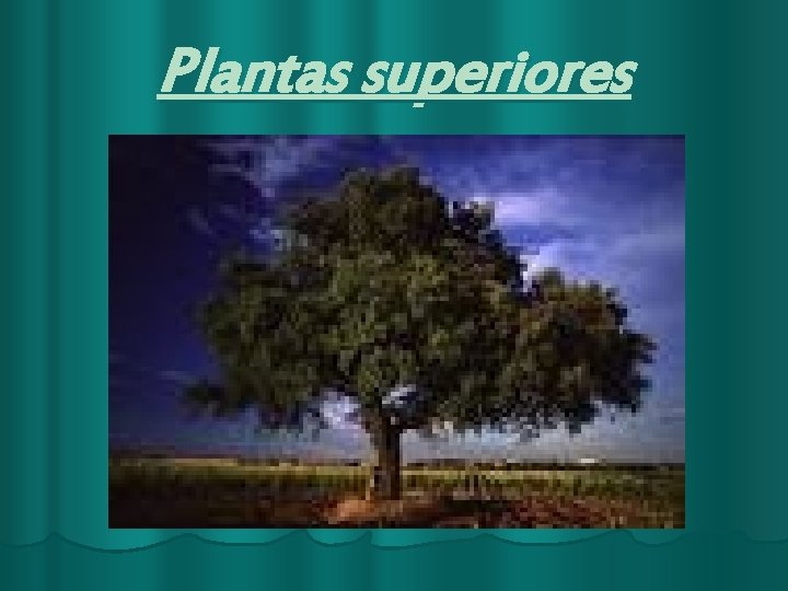 Plantas superiores 