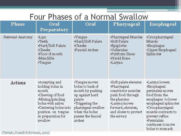 Four Phases of a Normal Swallow Phase Relevant Anatomy Actions Oral Preparatory Oral Pharyngeal Four Phases of a Normal Swallow Phase Relevant Anatomy Actions Oral Preparatory Oral Pharyngeal