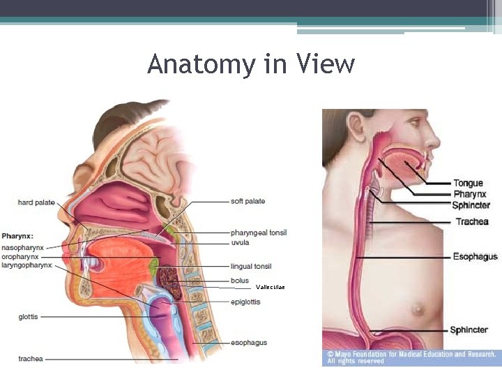 Anatomy in View Valleculae Anatomy in View Valleculae
