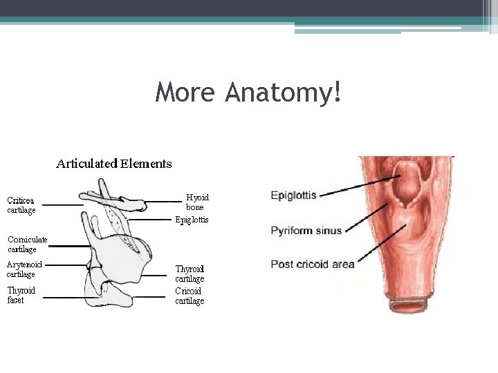 More Anatomy! More Anatomy!