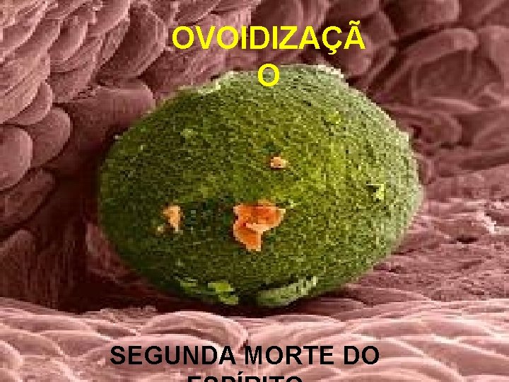 OVOIDIZAÇÃ O SEGUNDA MORTE DO 