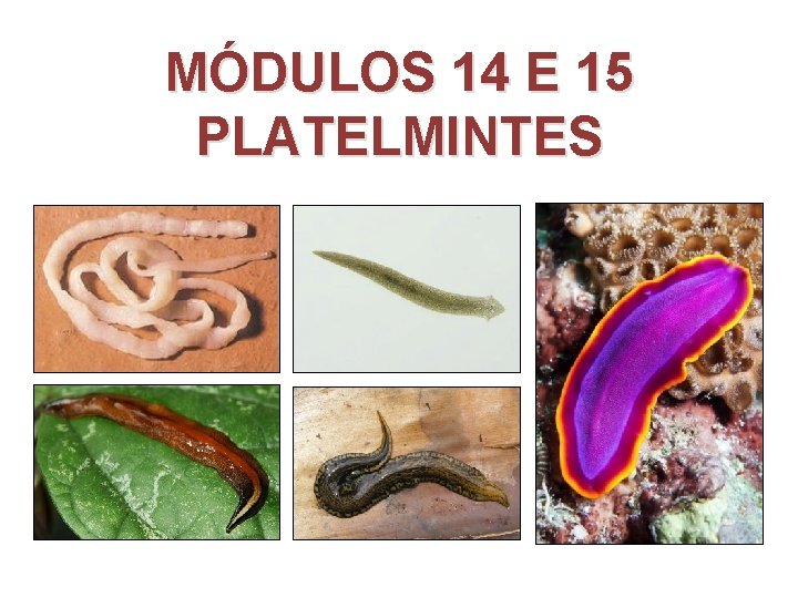 MÓDULOS 14 E 15 PLATELMINTES MÓDULOS 14 E 15 PLATELMINTES