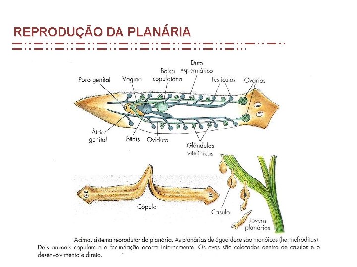 REPRODUÇÃO DA PLANÁRIA REPRODUÇÃO DA PLANÁRIA