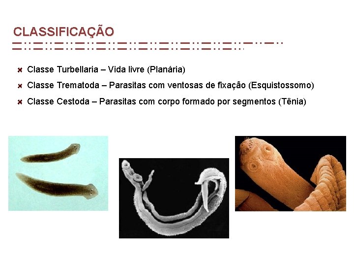 CLASSIFICAÇÃO Classe Turbellaria – Vida livre (Planária) Classe Trematoda – Parasitas com ventosas de CLASSIFICAÇÃO Classe Turbellaria – Vida livre (Planária) Classe Trematoda – Parasitas com ventosas de