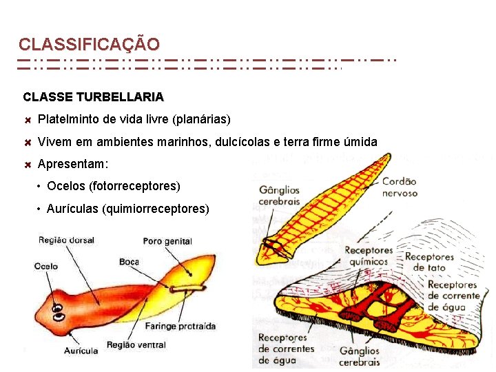 CLASSIFICAÇÃO CLASSE TURBELLARIA Platelminto de vida livre (planárias) Vivem em ambientes marinhos, dulcícolas e CLASSIFICAÇÃO CLASSE TURBELLARIA Platelminto de vida livre (planárias) Vivem em ambientes marinhos, dulcícolas e