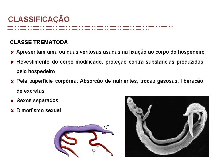 CLASSIFICAÇÃO CLASSE TREMATODA Apresentam uma ou duas ventosas usadas na fixação ao corpo do CLASSIFICAÇÃO CLASSE TREMATODA Apresentam uma ou duas ventosas usadas na fixação ao corpo do