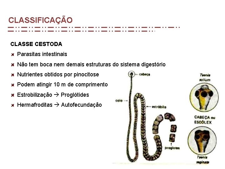 CLASSIFICAÇÃO CLASSE CESTODA Parasitas intestinais Não tem boca nem demais estruturas do sistema digestório CLASSIFICAÇÃO CLASSE CESTODA Parasitas intestinais Não tem boca nem demais estruturas do sistema digestório