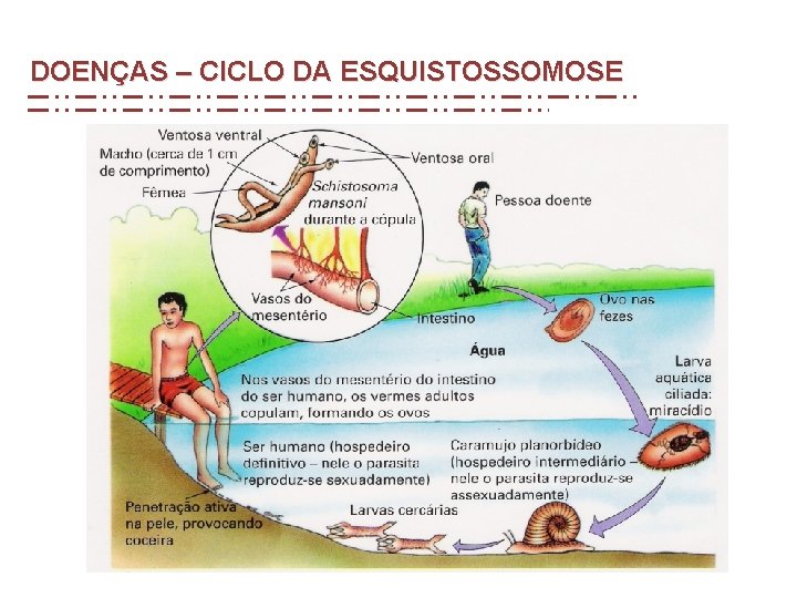 DOENÇAS – CICLO DA ESQUISTOSSOMOSE DOENÇAS – CICLO DA ESQUISTOSSOMOSE