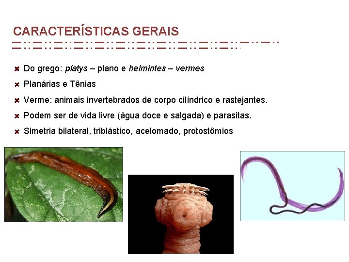 CARACTERÍSTICAS GERAIS Do grego: platys – plano e helmintes – vermes Planárias e Tênias CARACTERÍSTICAS GERAIS Do grego: platys – plano e helmintes – vermes Planárias e Tênias