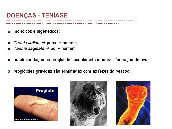 DOENÇAS - TENÍASE monóicos e digenéticos; Taenia solium porco + homem Taenia saginata boi DOENÇAS - TENÍASE monóicos e digenéticos; Taenia solium porco + homem Taenia saginata boi