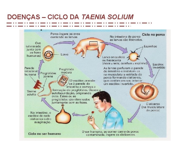 DOENÇAS – CICLO DA TAENIA SOLIUM DOENÇAS – CICLO DA TAENIA SOLIUM