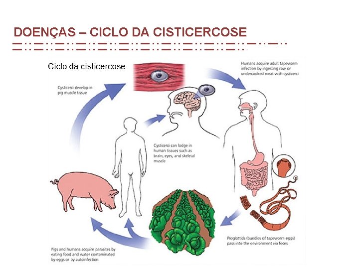 DOENÇAS – CICLO DA CISTICERCOSE DOENÇAS – CICLO DA CISTICERCOSE