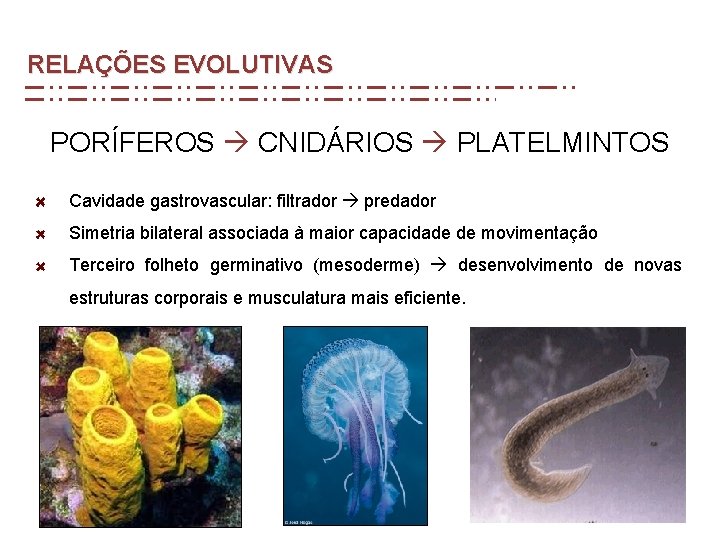 RELAÇÕES EVOLUTIVAS PORÍFEROS CNIDÁRIOS PLATELMINTOS Cavidade gastrovascular: filtrador predador Simetria bilateral associada à maior RELAÇÕES EVOLUTIVAS PORÍFEROS CNIDÁRIOS PLATELMINTOS Cavidade gastrovascular: filtrador predador Simetria bilateral associada à maior