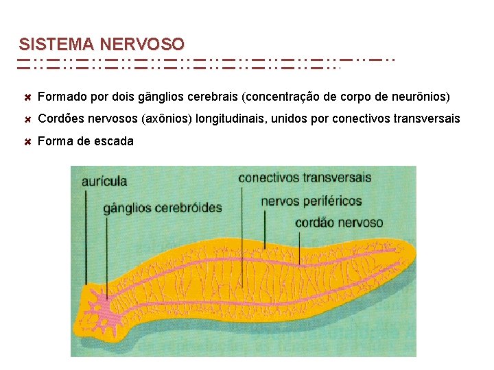 SISTEMA NERVOSO Formado por dois gânglios cerebrais (concentração de corpo de neurônios) Cordões nervosos SISTEMA NERVOSO Formado por dois gânglios cerebrais (concentração de corpo de neurônios) Cordões nervosos